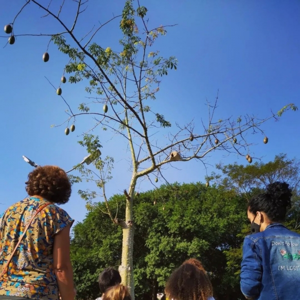 Adultos, jovens e crianças admiram árvore, já crescida, plantada pelo Programa Vida no Campus