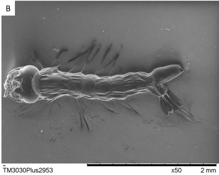 Larva de Aedes aegypti após 24 h de contato com a nanoemulsão de Ocotea indecora
