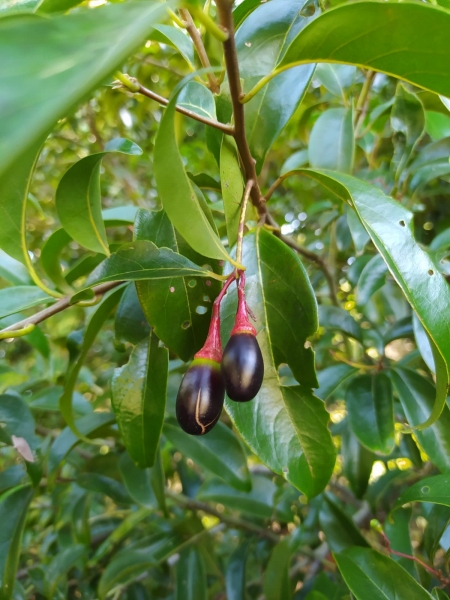 Flores e frutos de Canela-sassafrás (Ocotea indecora) observados no Parque Nacional da Restinga de Jurubatiba - espécie vegetal que incentivou a criação do projeto