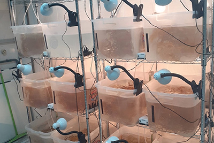 Laboratório de Ecologia Aplicada, na UFF: cultivo associado de peixes e macroalgas marinhas é  alternativa inovadora para a economia sustentável (Fotos: Divulgação/UFF)