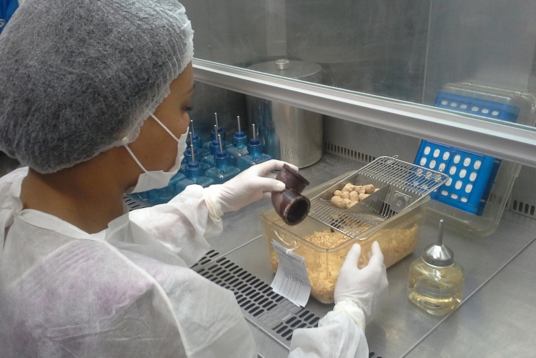 Mulher com touca, jaleco, máscara e luvas manipula instrumentos de animais de laboratório