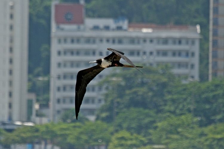 Pássaro selvagem voando no céu, em primeiro plano na foto. Ao fundo, o prédio da Reitoria da UFF.