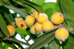 Folhas e frutos da Myrciaria glazioviana, ‘cabeludinha’ ou jabuticaba amarela. 
