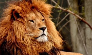 imagem: leão 