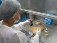 Mulher com touca, jaleco, máscara e luvas manipula instrumentos de animais de laboratório