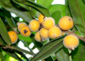 Folhas e frutos da Myrciaria glazioviana, ‘cabeludinha’ ou jabuticaba amarela. 