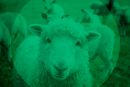 Foto de ovelha em um campo com outras ovelhas ao redor