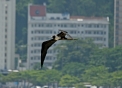Pássaro selvagem voando no céu, em primeiro plano na foto. Ao fundo, o prédio da Reitoria da UFF.