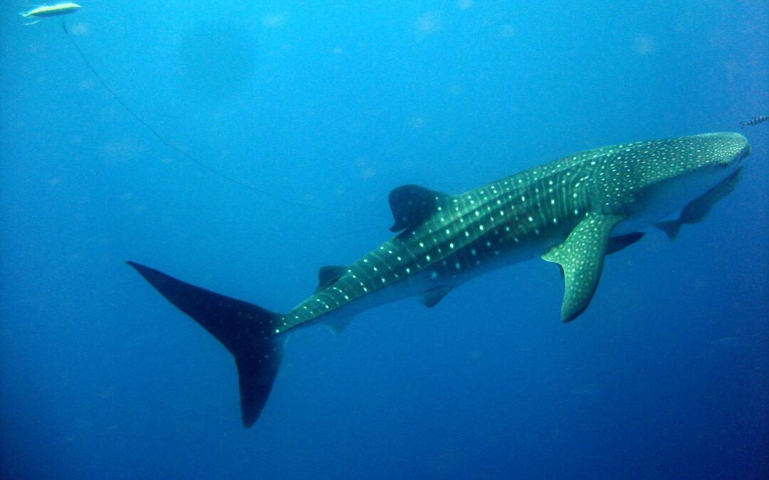 Pesquisa da UFF sobre preservação de tubarões é publicada na revista Nature e ganha projeção internacional
