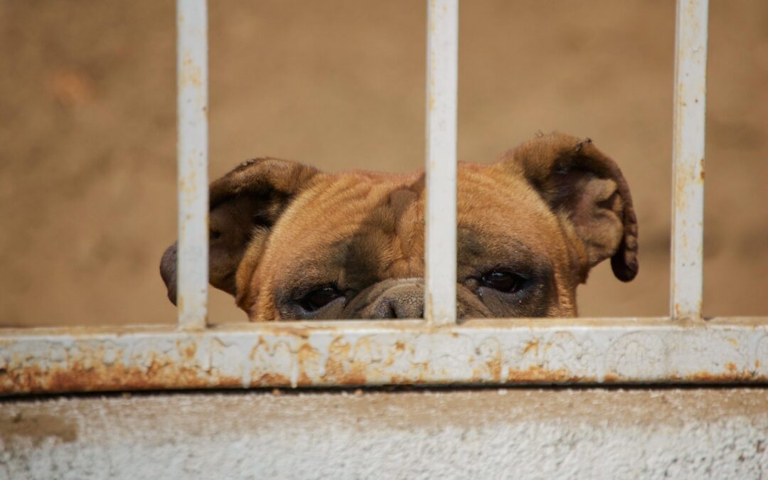 Melhor amigo do homem? Docentes da UFF discutem cuidados e maus-tratos de animais