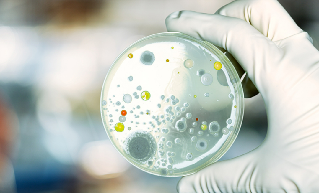 Laboratório de Microbiologia Experimental e Aplicada do campus de Nova Friburgo da UFF colabora com o desenvolvimento da ciência biomédica brasileira