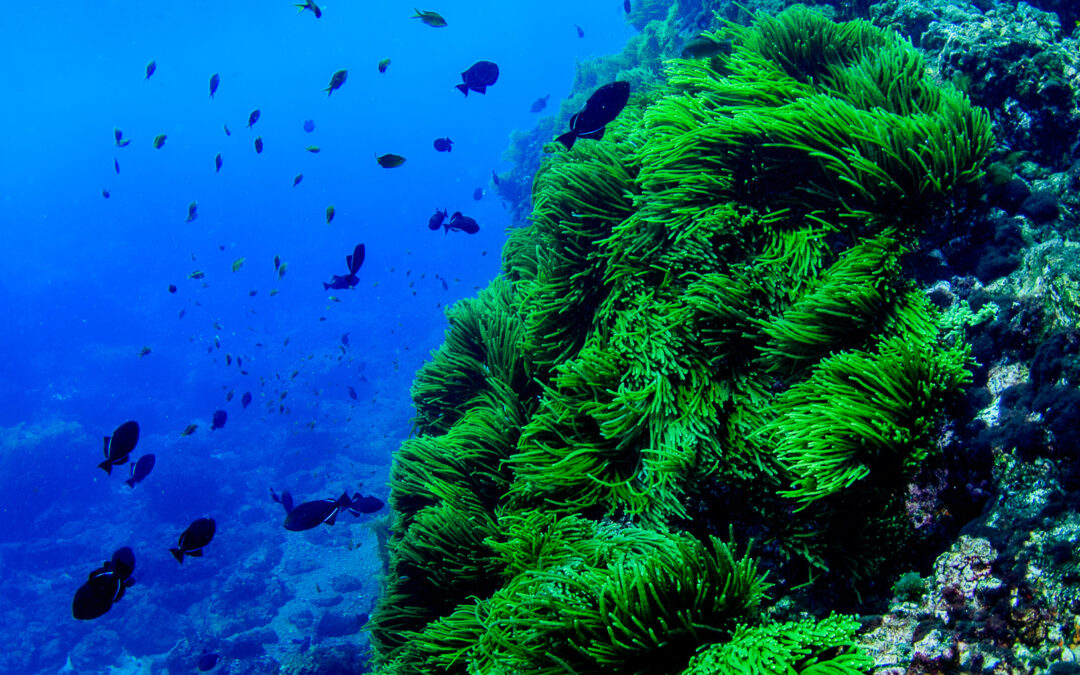 Livro de professores da UFF sobre Ecologia Marinha marca o início da Década da Ciência Oceânica promovida pela ONU