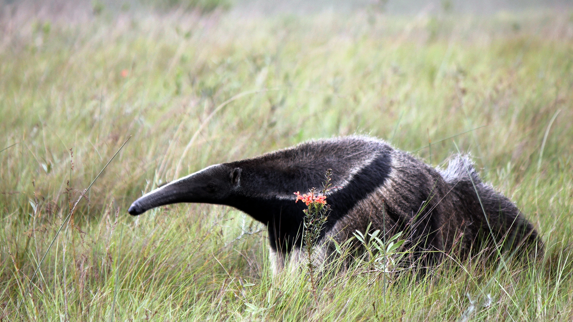 tamandua_corrigido_baixa