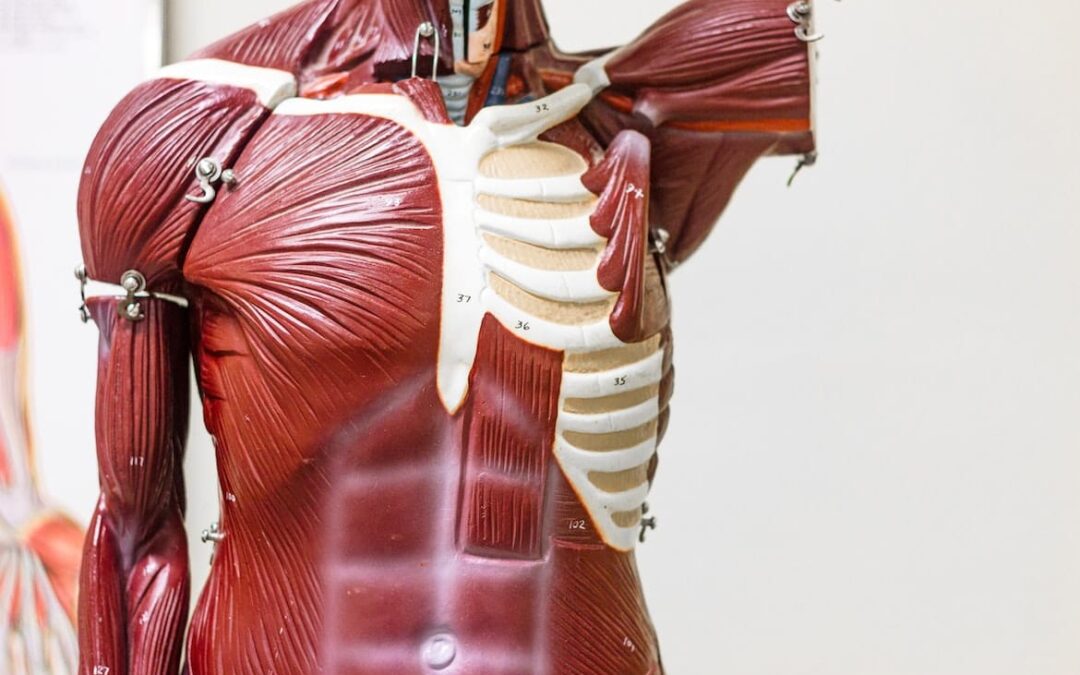 Laboratório de Morfologia Experimental da UFF oferece tecnologia de ponta para alunos dos cursos da área de saúde