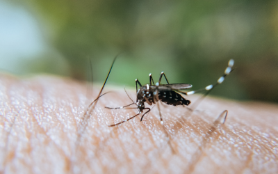 UFF Responde: Dengue