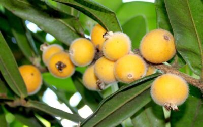 Março Lilás: Pesquisa da UFF descobre atividade contra o câncer de colo de útero em planta nativa da Mata Atlântica