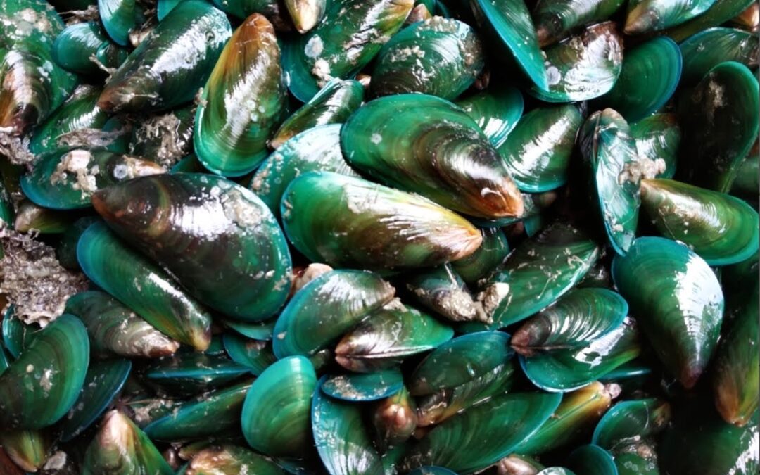 Mexilhão-verde se espalha pela Baía de Guanabara com a ajuda de lixo plástico