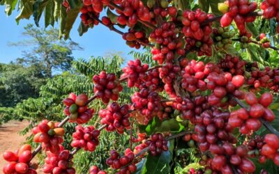Pesquisa da UFF comprova a eficácia do café no combate ao câncer de próstata