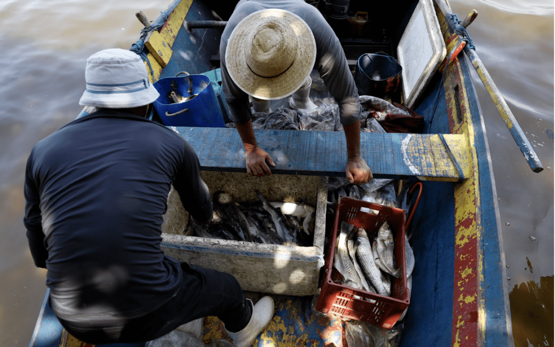 Pesquisa da UFF avalia a presença de mercúrio em peixes da Baía de Guanabara e  risco à saúde de pescadores
