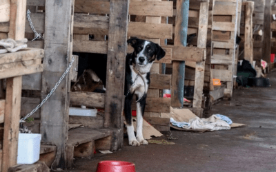 Especialista da UFF destaca papel da sociedade na prevenção do abandono animal