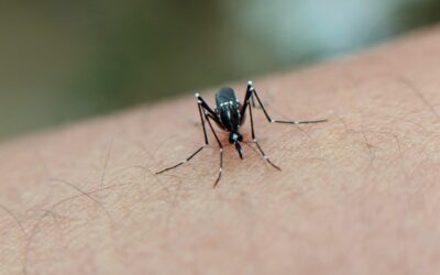 Pesquisa da UFF alerta para riscos de coinfecção entre malária e arboviroses na Amazônia