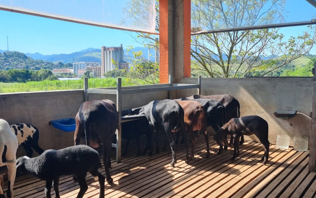 Pesquisas da UFF desenvolvem biotécnicas reprodutivas que visam o bem-estar dos animais